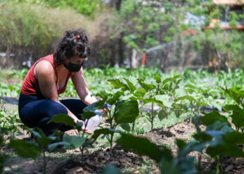 Huertas urbanas: una propuesta agroecológica que brota en plena ciudad.