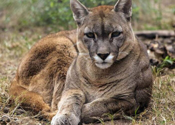 Proyecto Cacu: una propuesta de convivencia entre pumas y productores rurales