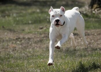 Huella Animal: la App para perros peligrosos que hay en Córdoba