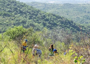 MÁS FLORA CORDOBESA: EL AMBICIOSO PROGRAMA DE FORESTACIÓN QUE LANZÓ LA PROVINCIA DE CÓRDOBA