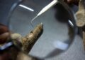 Científicos argentinos descubren evidencia humana de 21.000 años en Merlo