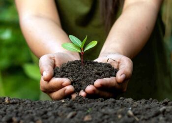 La salud del suelo en riesgo: un llamado urgente a proteger su biodiversidad
