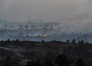 ¿Qué hacer después de los incendios? Consejos de la Fundación Garabato