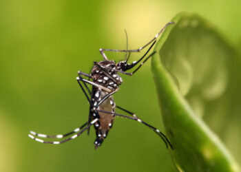 Estudiantes cordobeses se convierten en agentes de prevención contra el dengue
