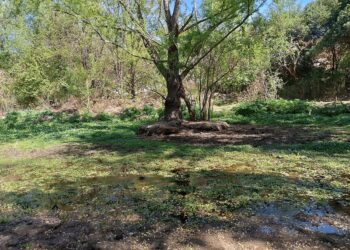 Polémica: Carlos Paz aprobó urbanizar el humedal conocido como «El Pantanillo»