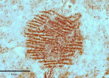 Hallan la huella dactilar más antigua del mundo