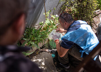 ¿Cuáles son los lugares de la ciudad con mayor presencia potencial del Aedes aegypti?
