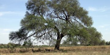 Un proyecto cordobés ganó el Slow Food Negroni Week. Conocelo.