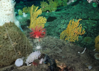 El streaming del fondo marino vuelve a transmitir, esta vez desde la Patagonia