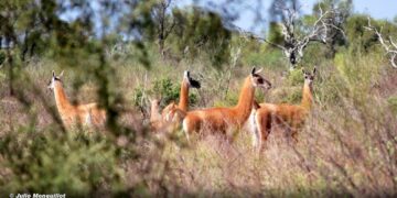 Córdoba suma 47 mil hectáreas a la conservación de la región del Chaco seco